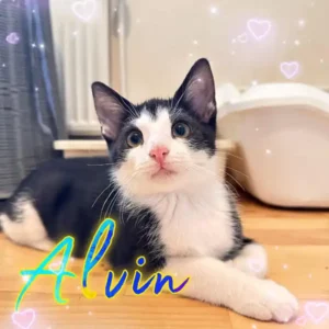 Alvin