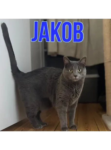Jacob 1