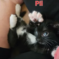 Pil