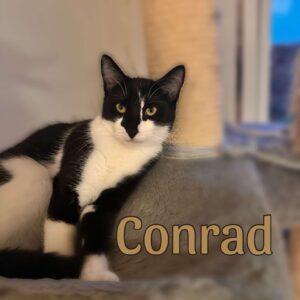 Conrad